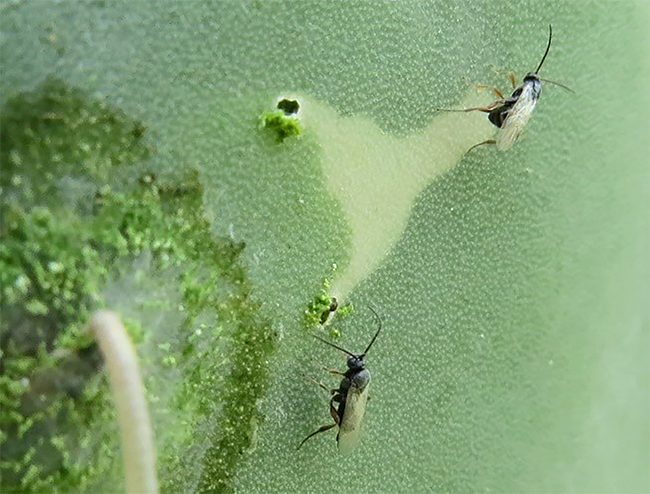 Cactus moth larvae bore into cactus pads